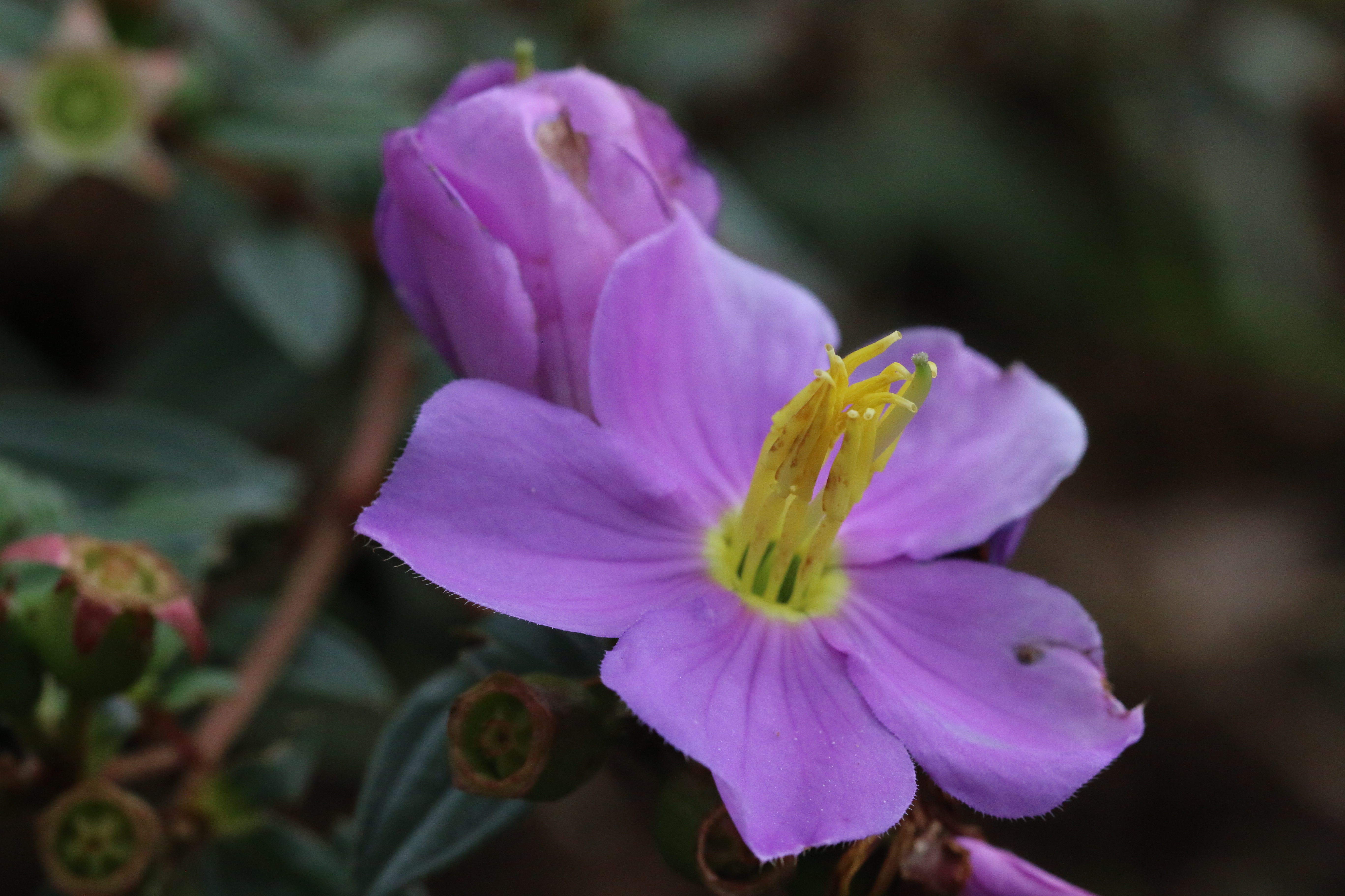 Plant Diversity